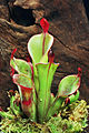 Heliamphora chimantensis, encontrada nos "tepuis", formação típica do planalto