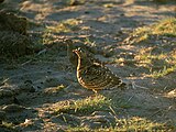 Lichtenstein's sandgrouse