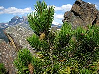 Lodgepole pine