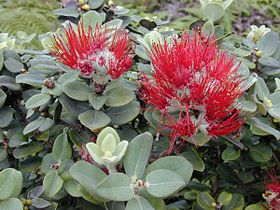 Flores e folhas de M. polymorpha