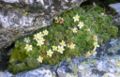 Saxifraga bryoides