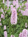 Persicaria bistorta 'Superba'