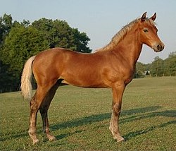 Cavall Morgan de pelatge castany argentat. No és un cavall alatzà però s'hi assembla molt.