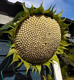 After flowering, the seeds are visible.