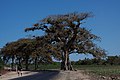 S. apetala árbol adulto