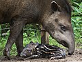 Tapir americano con su cría en el Zoo Buenos Aires