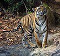 The solitary cats are the apex predators wherever they are the largest; the tiger is the largest of them all.