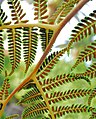 Tree Fern Spores San Diego, CA