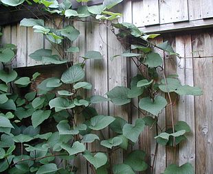 Japansk vin (Vitis coignetiae).