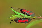 Zygaena minos – seitlich