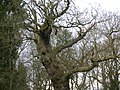 A pine tree growing on an ancient Cadzow pedunculate oak.