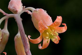 Pig's Ear flower