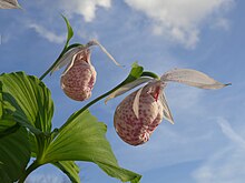 two white flowers dappled with crimson emerging from green stems against a cloudy sky