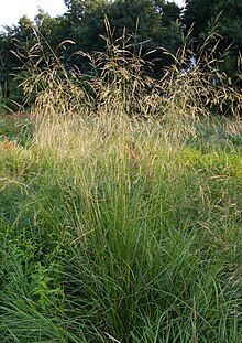 DeschampsiaCespitosa1.jpg