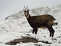 Chamois