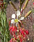 Miniatura para Gaura coccinea