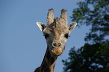 Girafe - face zoom (3).JPG