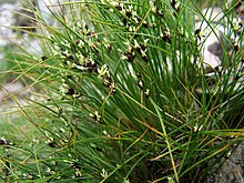 Juncus trifidus a4.jpg