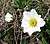 Mountain Avens