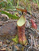 Nepenthes alata