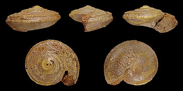 Obornella granulata