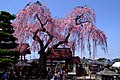 乙姫桜（福島県白河市）