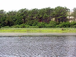 Étang de la Malloueyre, constitutif du site Natura 2000 « Dunes modernes du littoral landais de Mimizan-Plage au Vieux-Boucau ».