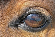 Close up of a horse eye, which is dark brown with lashes on the top eyelid