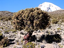 Polylepis rugulosa (A. Yates).jpg