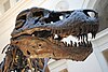 Close up of Tryannosaurus "Sue" Skull at the Field Museum of Natural History in Chicago, IL.