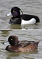 Tufted duck (Aythya fuligula)