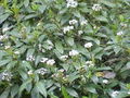 Viburnum davidii