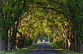 Avenue at Suuremõisa Park