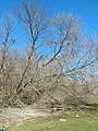 Sprawling, multi-stemmed growth form