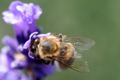 Apis mellifera