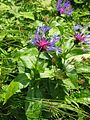 Centaurea montana