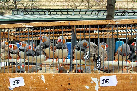 Vente d'oiseaux.