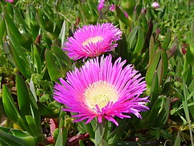 Carpobrotus edulis