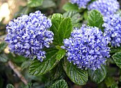 Ceanothus thyrsiflorus