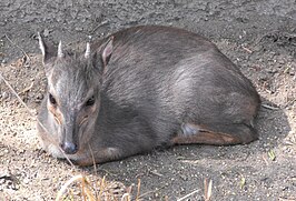 Blauwe duiker