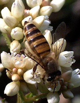 Intianmehiläinen (Apis cerana)