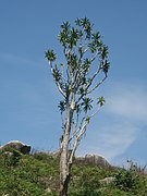 Dracaena steudneri sur le Mont Gorongosa