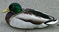 Drake Mallard