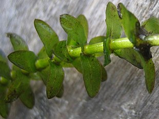 Almindelig Vandpest (Elodea canadensis).