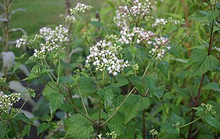 Hvid Hjortetrøst (Eupatorium rugosum).