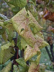 Photographie montrant des symptômes de flavescence dorée sur feuille.