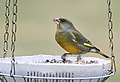 Обыкновенная зеленушка (Carduelis chloris)