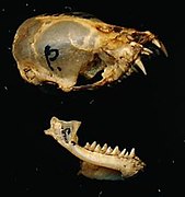 Bat skull