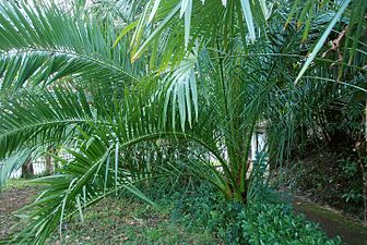 Kanariar palmondoa (Phoenix canariensis)