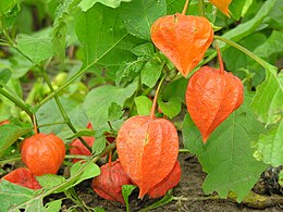 Paprastoji dumplūnė (Physalis alkekengi)